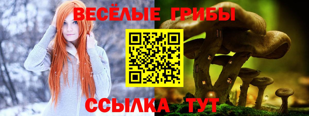 Ачхой-Мартан  Псилоцибиновые грибы Psilocybine cubensis  Вход с VPN 